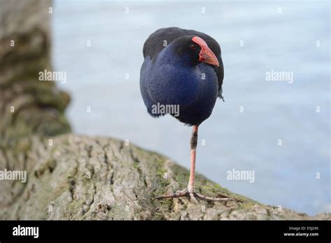 New Zealand Pukeko Stock Photo - Alamy