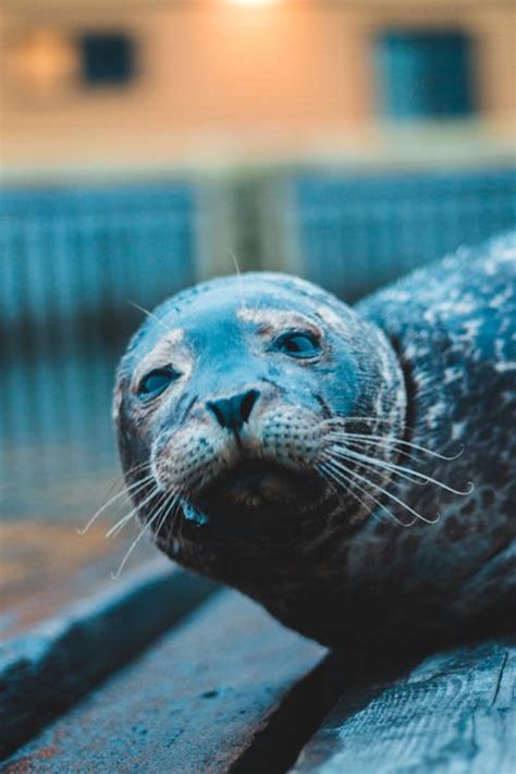 Harbor Seal Photos, Download The BEST Free Harbor Seal Stock Photos & HD Images