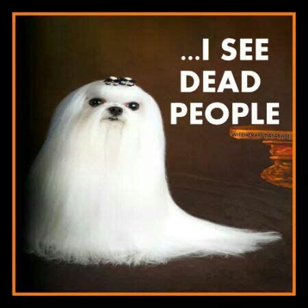 Ghost dog | Ghost dog, Dogs, Ghost