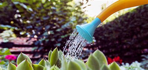 6 Tips for Saving Water in the Garden