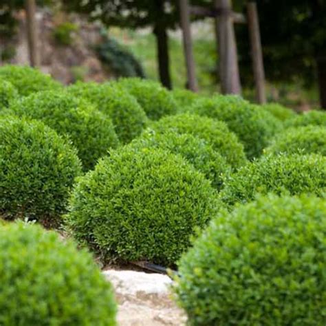 How to Grow and Care for Boxwood Shrubs | Gardener’s Path