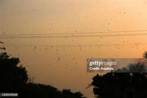 Locust Attack India Photos and Premium High Res Pictures - Getty Images