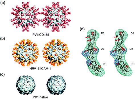 Poliovirus Structure