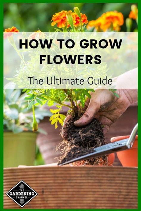 How to Grow Flowers: The Ultimate Guide | Growing flowers, Beautiful flowers garden, Flower ...