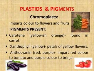 PLASTIDS | PPT