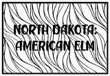 NORTH DAKOTA AMERICAN ELM State Tree Coloring Pages By Anisha Sharma sketch template