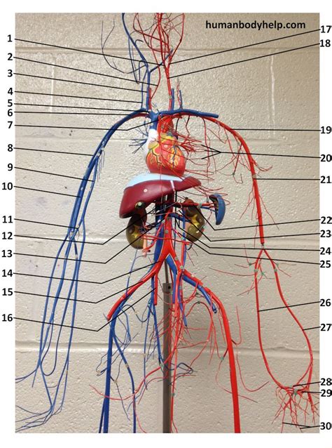 Wire Blood Vessel Model Upper – Human Body Help