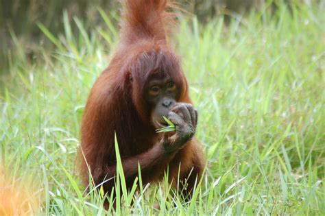 Kota kinabalu zoo - ZooChat