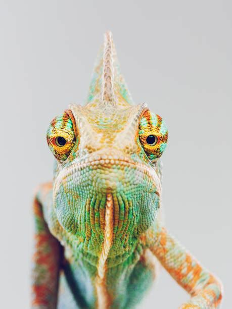 Royalty Free Chameleon Pictures, Images and Stock Photos - iStock