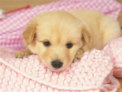 Free Download Cute Puppy Wallpapers