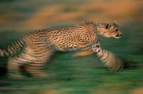 Cheetah Running Africa Photograph by Winfried Wisniewski