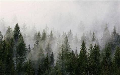 Foggy Morning Forest Landscape Wallpaper Mural - w 105 x 96 h / Traditional | Forest landscape ...