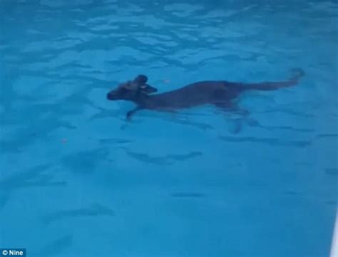 Kangaroo goes for a swim in a backyard pool | Daily Mail Online