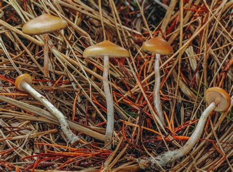 Psilocybe Cubensis and Other Types of Magic Mushrooms You Should Know ...