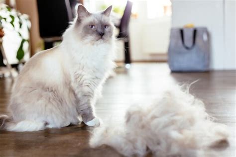 Ragdoll Cat Brush: A Comprehensive Reviews in 2022