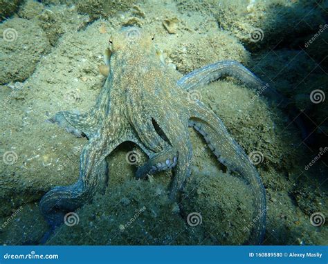 Octopus Vulgaris, Common Octopus Hunting. Stock Photo - Image of octopus, halkidiki: 160889580