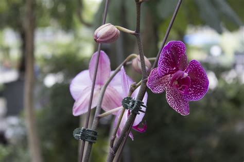 How to Care for Orchids | Casaplanta Garden Center | Miami FL