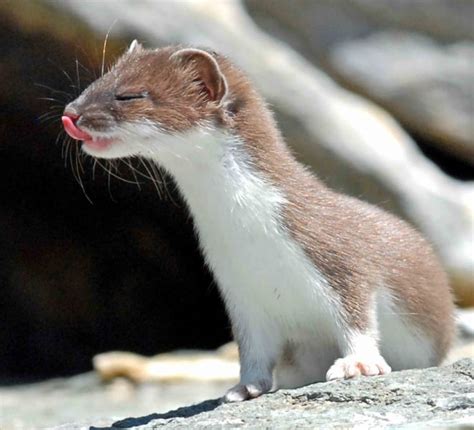 The stoat or ermine - The Stelvio National Park - Trentino Italy