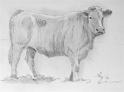 Cow Pencil Drawing by Mike Jory Drawing Practice, Pen Drawing, Pencil ...