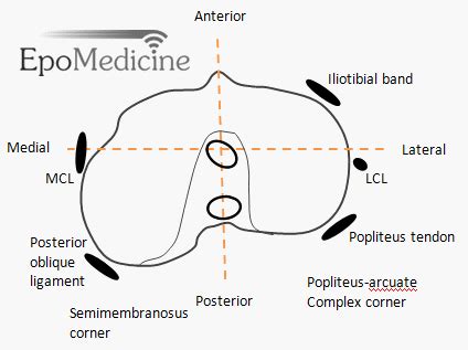 Applied anatomy of Knee Joint | Epomedicine