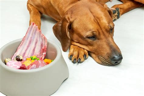 How Raw Diet Killed My Dog? Pros and Cons of Raw Diet