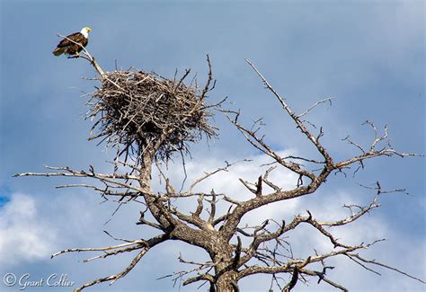 Bald Eagles, nest, Yellowstone wildlife, birds