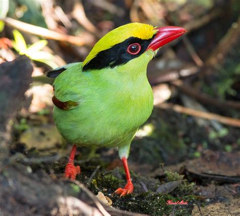 SOUTH EAST ASIA BIRDS - Malaysia birds paradise: green magpie