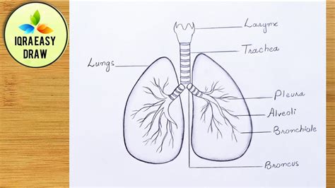 How To Draw Lungs Diagram Science Drawing Biology Diagrams Medical ...