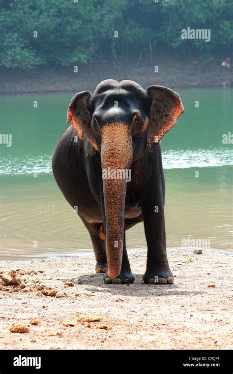 Kerala Elephant Stock Photo: 43655112 - Alamy