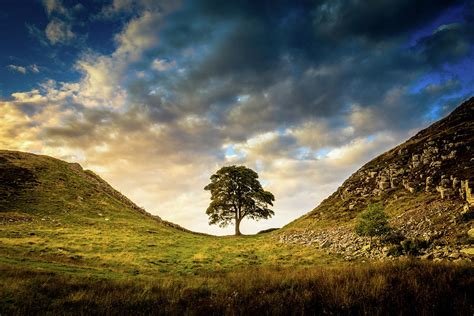 Sycamore Gap evening light Photograph by Joe Rey