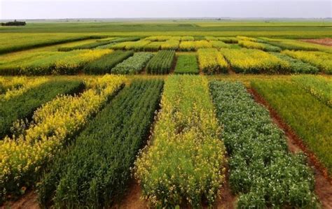 Diversifying crop rotation improves agroecosystem robustness – Agronomy ...