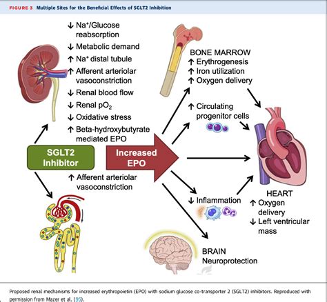 Mechanisms of Cardiovascular Benefits of Sodium Glucose Co-Transporter 2 (SGLT2) Inhibitors ...