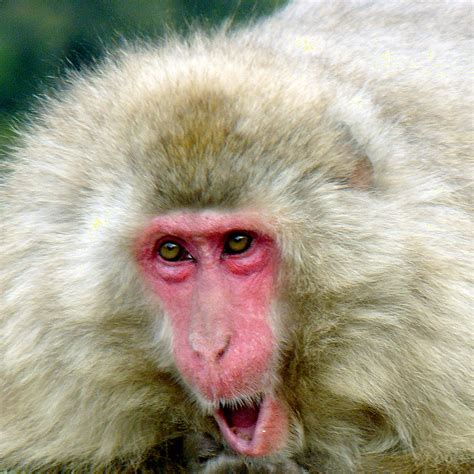Monkey Face | Japanese Monkey | Mark Grundland | Flickr