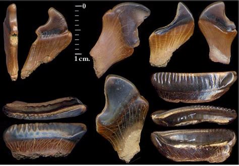 ? fish teeth - Fossil ID - The Fossil Forum