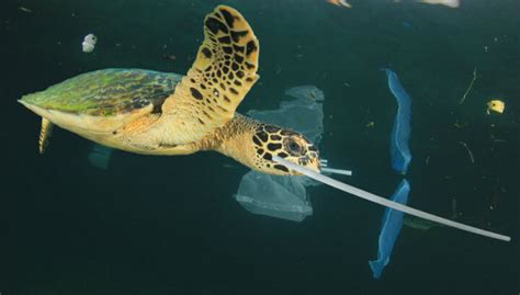 The Last Straw: 5 Reasons You Should Ditch Plastic Straws (#2 Is SHOCKING)