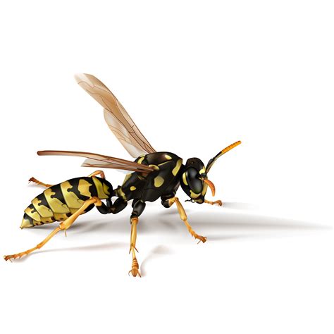 Yellow Jacket Nests and Problems | Pest Control NYC | LI