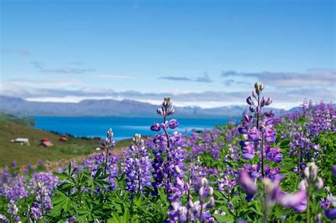 June in Iceland - Summer Solstice | Travel blog | Iceland Travel | Iceland travel, Iceland ...