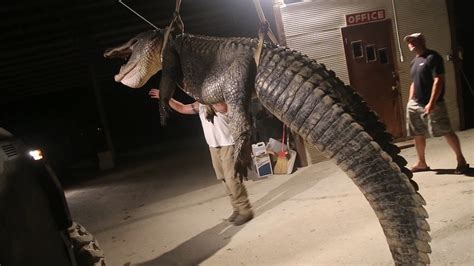 792-Pound Alligator Breaks State Hunting Record in Mississippi