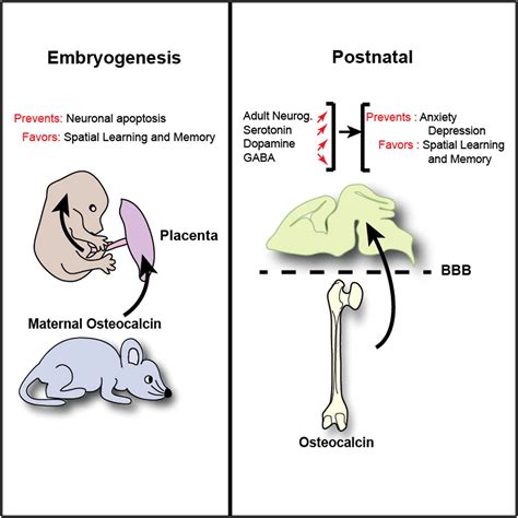 Bone Hormone Found to Influence Brain Development and Function in Mice | NIAMS