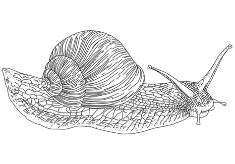 Vector Snail - Download Free Vector Art, Stock Graphics & Images