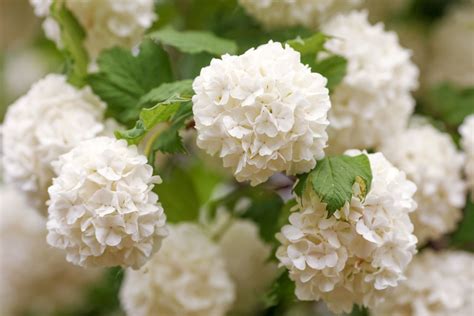 14 Species of Viburnum Shrubs