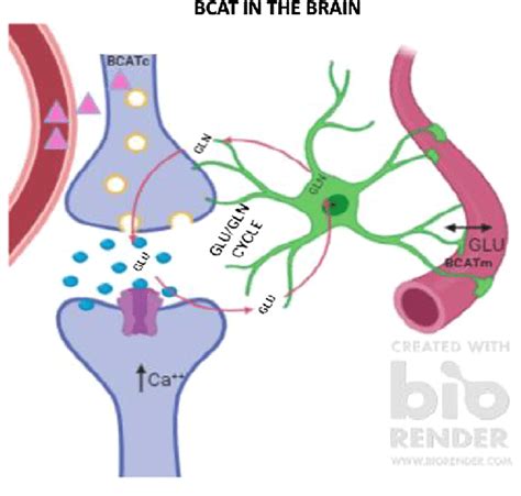 BCAT metabolism in the human brain. Leucine (D) readily crosses the... | Download Scientific Diagram