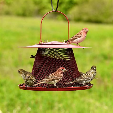 Perky-Pet Red Cardinal Wild Bird Feeder