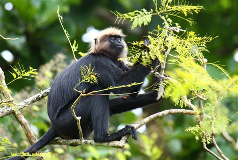 Mammals in Kerala | Different Species of Mammals | Kerala | Kerala