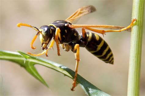 How to Prevent Wasps From Nesting | Best Bee Brothers