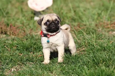 10+ Best Pug Dog Names | The Paws