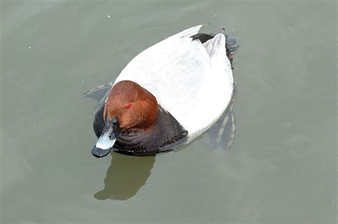 Pochard | Diving Duck, Migration & Conservation | Britannica