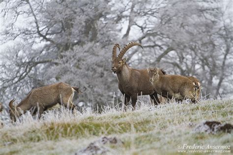 Wildlife In Switzerland – Some Animals | Ansermoz-Photography