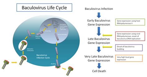 Multi-protein Expression Service in Insect Cells - Profacgen