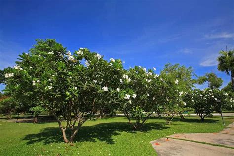 Fast Growing Trees In Australia | Lawn.com.au